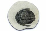 Detailed Hollardops Trilobite - Ofaten, Morocco #347779-2